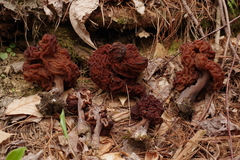 Gyromitra
