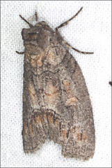 Discophlebia celaena
