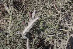 Peniocereus greggii greggii