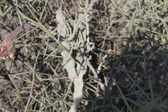 Peniocereus greggii greggii