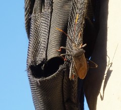 Acanthocephala thomasi