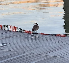 Branta canadensis