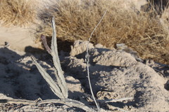 Peniocereus greggii greggii