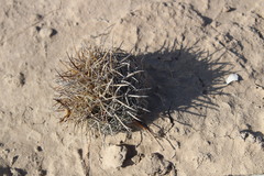 Coryphantha salinensis
