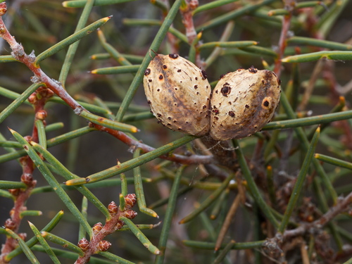 Hakea mitchellii Meisn.