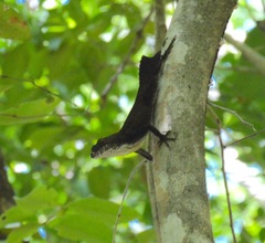 Anolis homolechis
