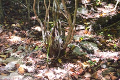 Leiocephalus macropus