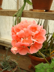 Pelargonium