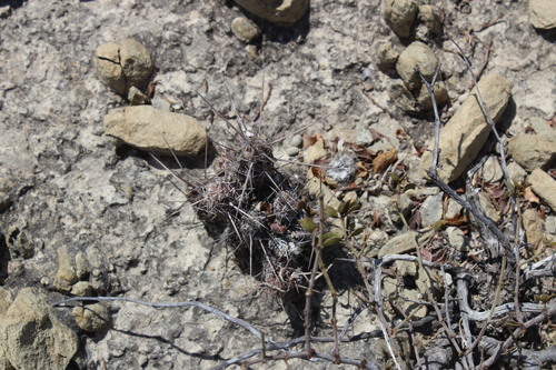 Grusonia bulbispina, photograph 6