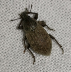Barynotus obscurus