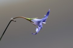 Wahlenbergia capillaris