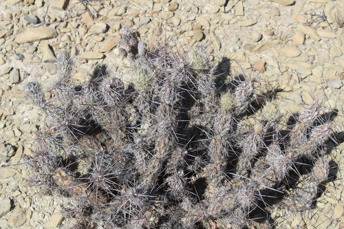 Grusonia bulbispina, photograph 5