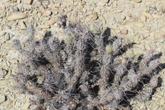 Grusonia bulbispina