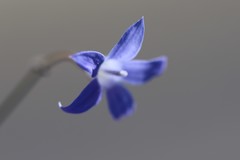 Wahlenbergia capillaris