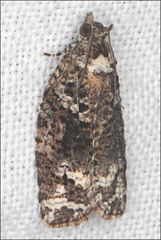 Thrincophora signigerana