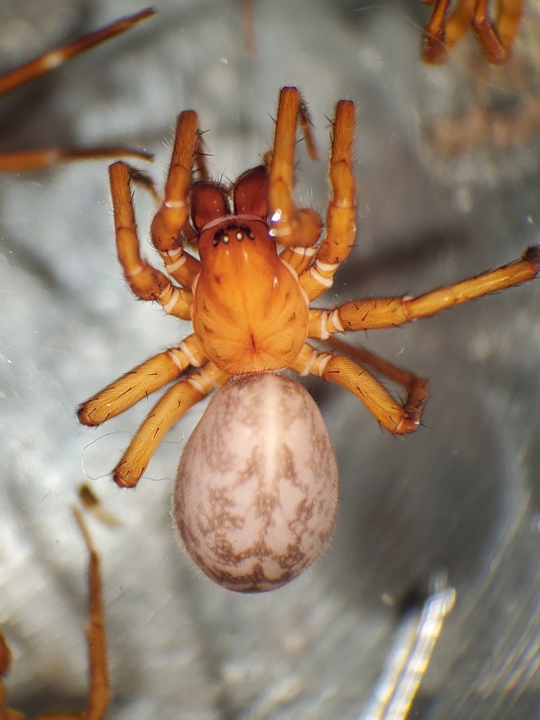 Shoshone Woodland Spider