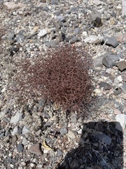 Eriogonum rixfordii