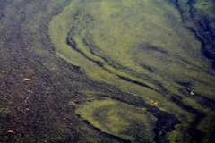 Dolichospermum spiroides