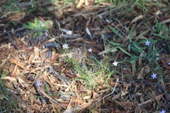 Wahlenbergia capillaris