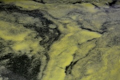 Dolichospermum spiroides