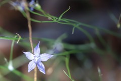 Wahlenbergia capillaris