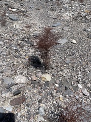 Eriogonum rixfordii