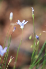 Wahlenbergia capillaris