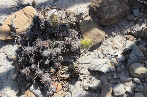 Grusonia bulbispina, photograph 4