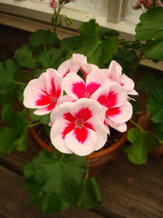Pelargonium