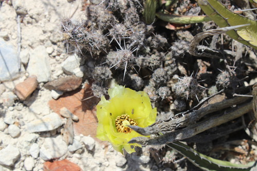 Grusonia bulbispina, photograph 3