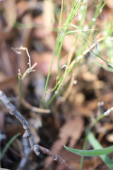 Wahlenbergia capillaris