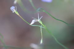 Wahlenbergia capillaris