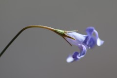 Wahlenbergia capillaris