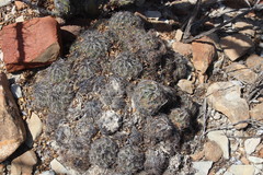 Coryphantha nickelsiae