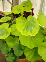 Pelargonium