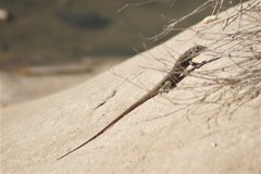 Aspidoscelis marmoratus