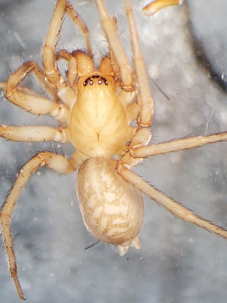 Rocky Mountain Woodland Spider