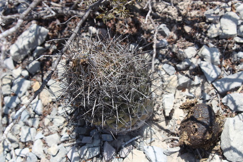Coryphantha salinensis