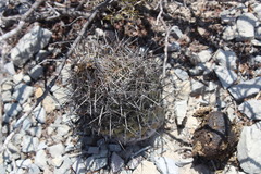 Coryphantha salinensis