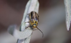 Trirhabda luteocincta