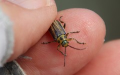 Trirhabda luteocincta