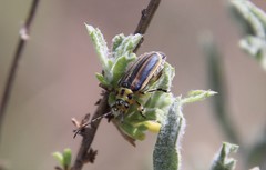 Trirhabda luteocincta