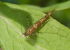 Pyroderces apparitella
