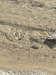 Cyprinodon salinus salinus