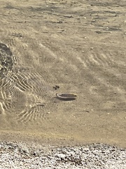 Cyprinodon salinus salinus