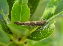 Pyroderces apparitella