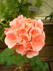 Pelargonium