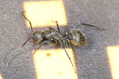 Camponotus novogranadensis