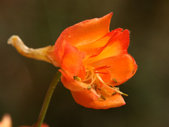 Delphinium nudicaule