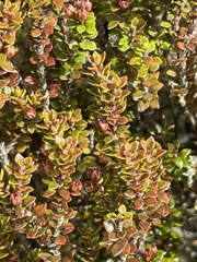 Epacris alpina